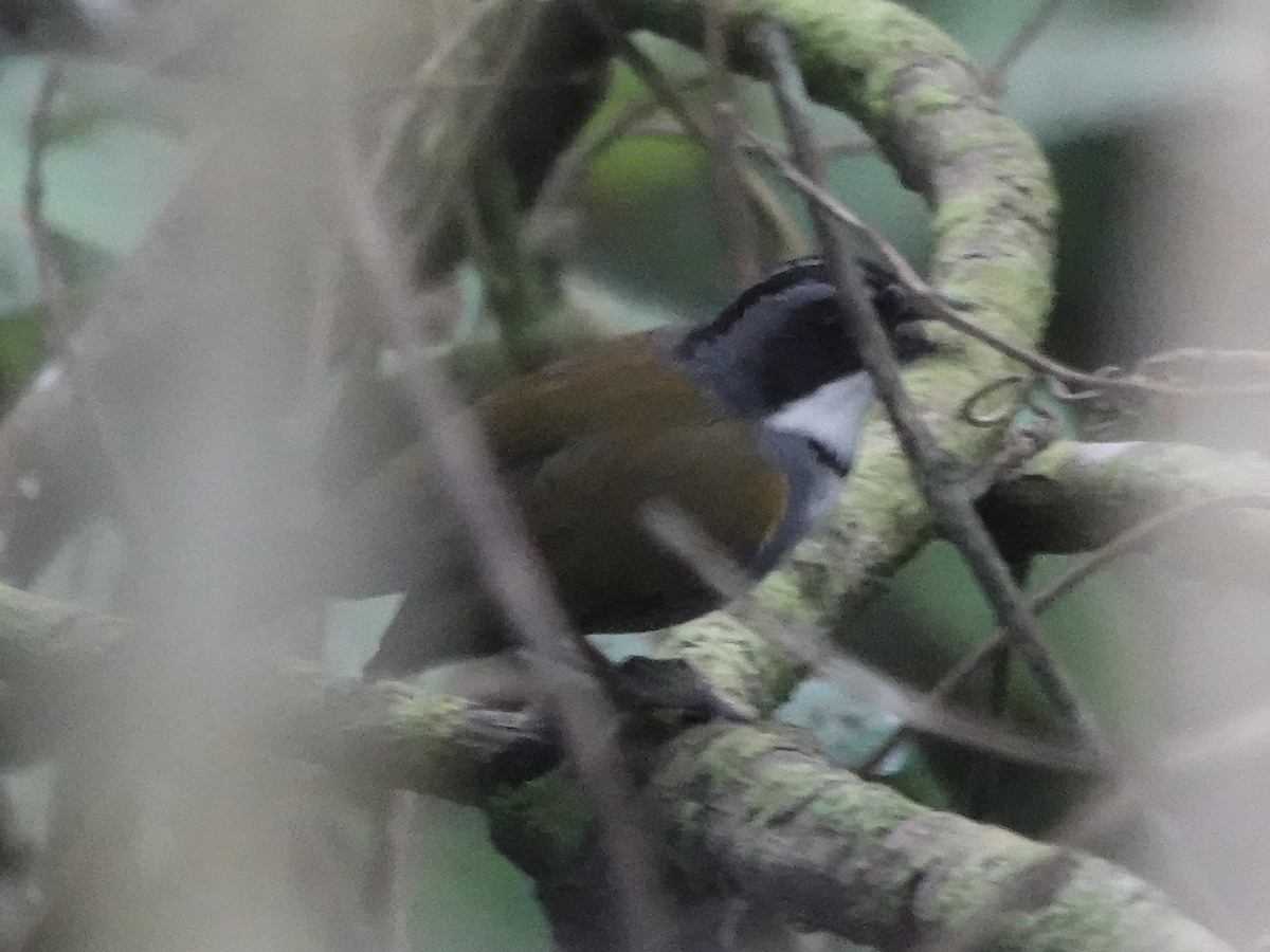 Perija Brushfinch - ML645224199
