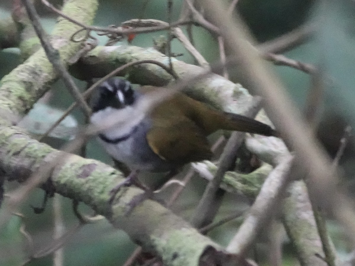 Perija Brushfinch - ML645224200