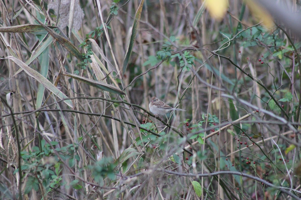 Field Sparrow - ML645224203
