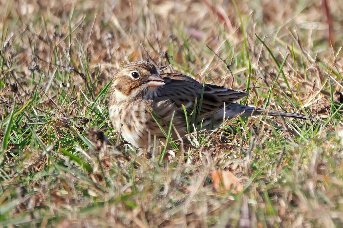Vesper Sparrow - ML645224216