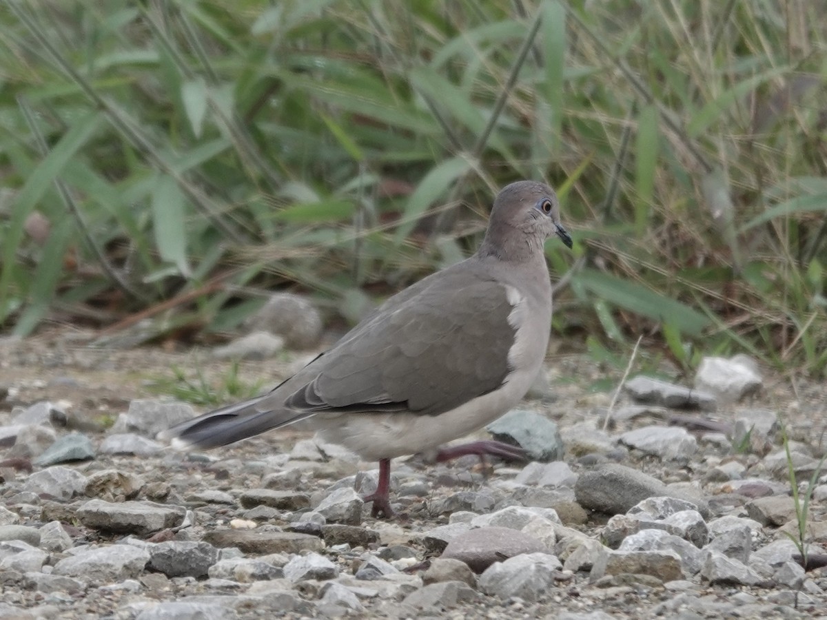 White-tipped Dove - ML645224218