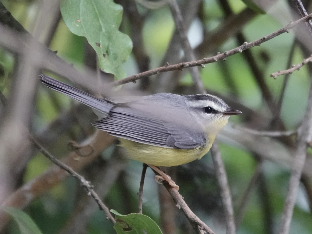 Golden-crowned Warbler - ML645224224
