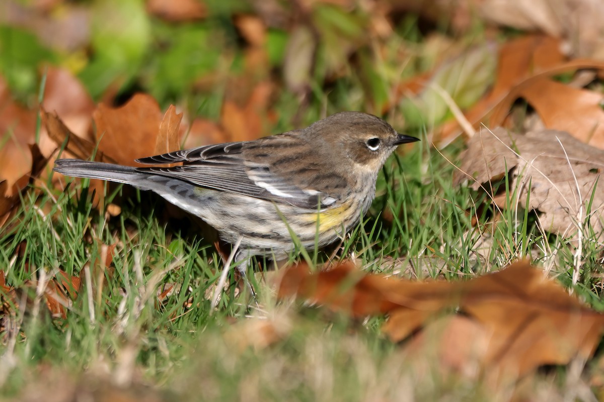 Yellow-rumped Warbler - ML645224229