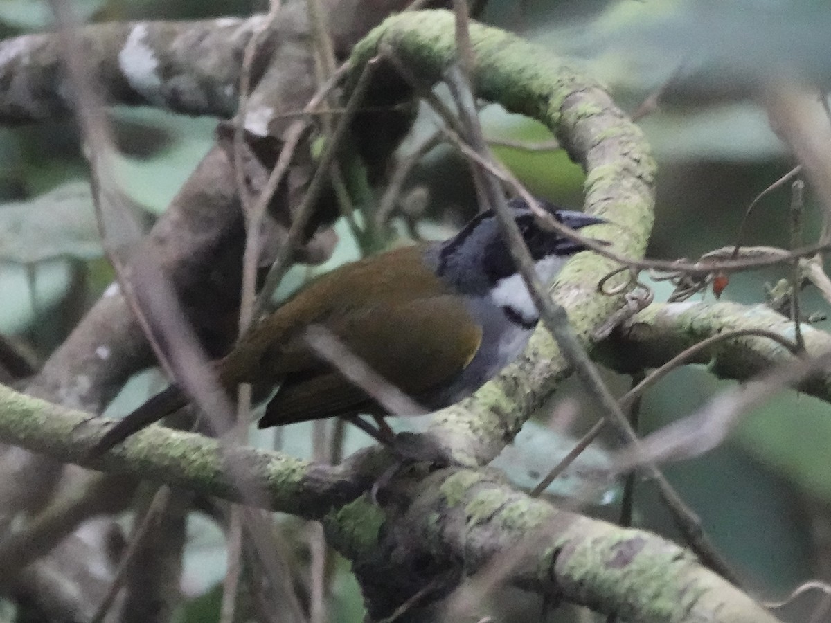 Perija Brushfinch - ML645224241