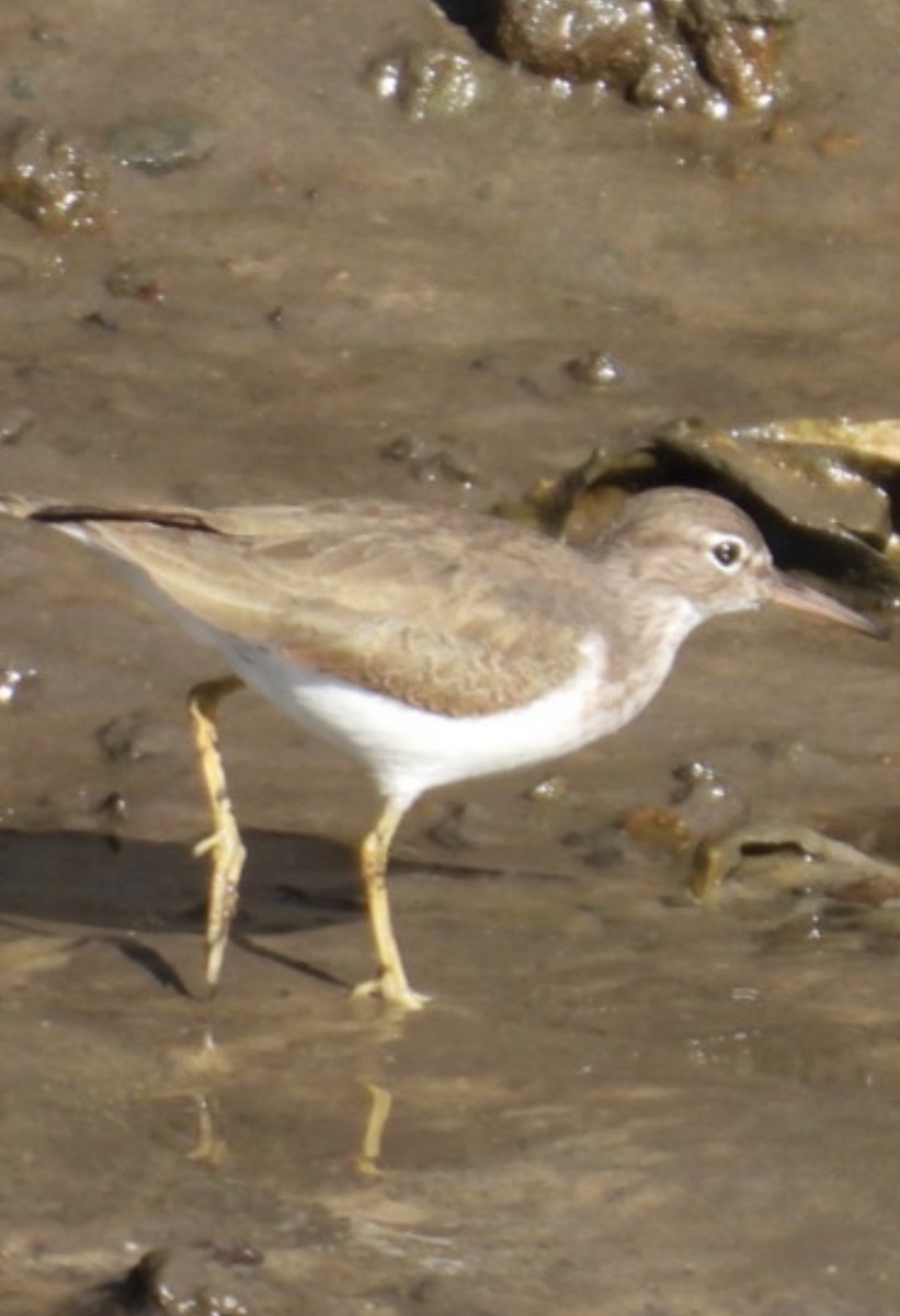 Spotted Sandpiper - ML645224250