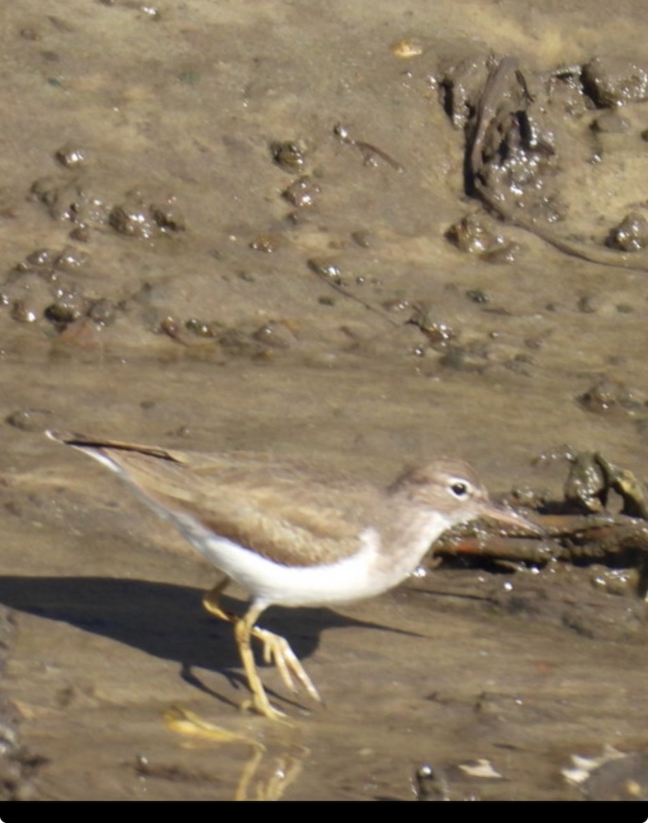 Spotted Sandpiper - ML645224251