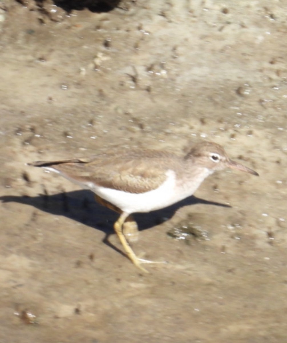 Spotted Sandpiper - ML645224252