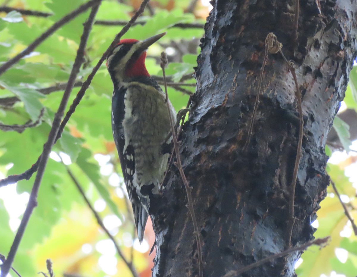 Red-naped Sapsucker - ML645224255