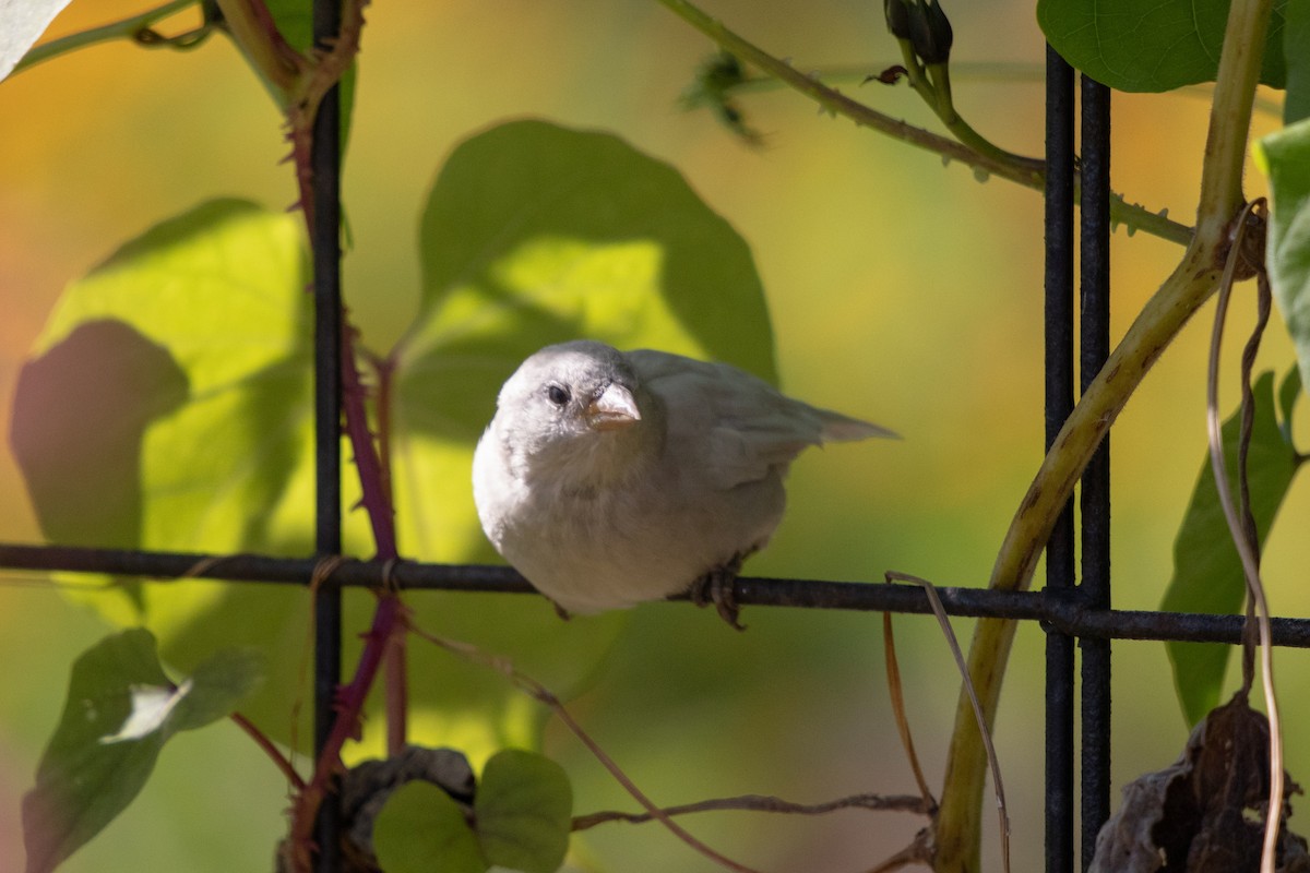 House Sparrow - ML645224261