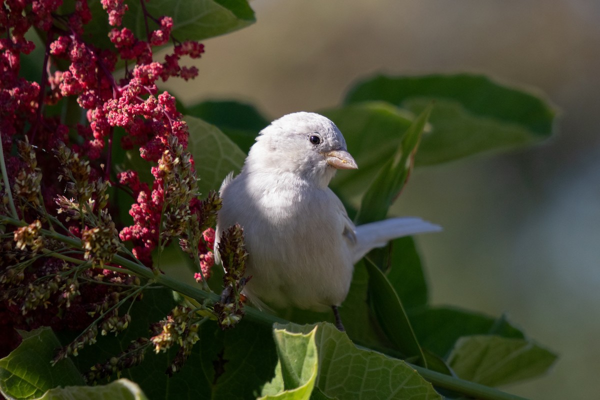 House Sparrow - ML645224262