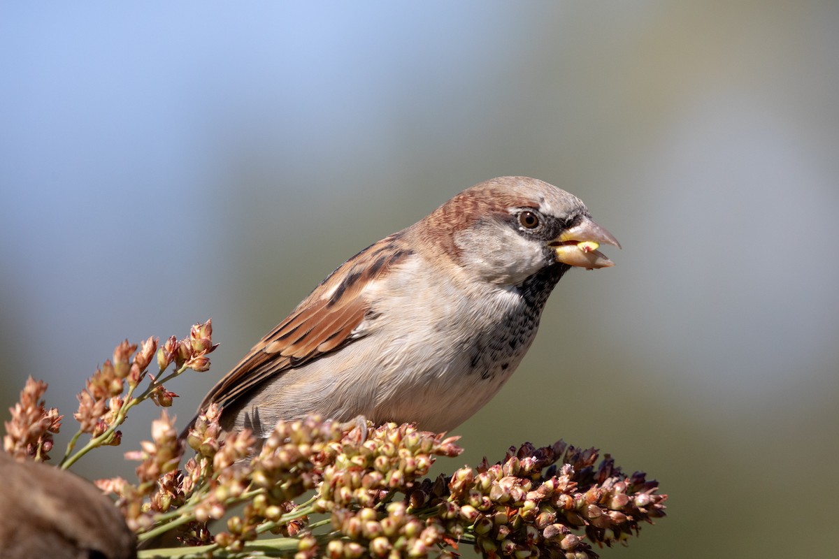 House Sparrow - ML645224263
