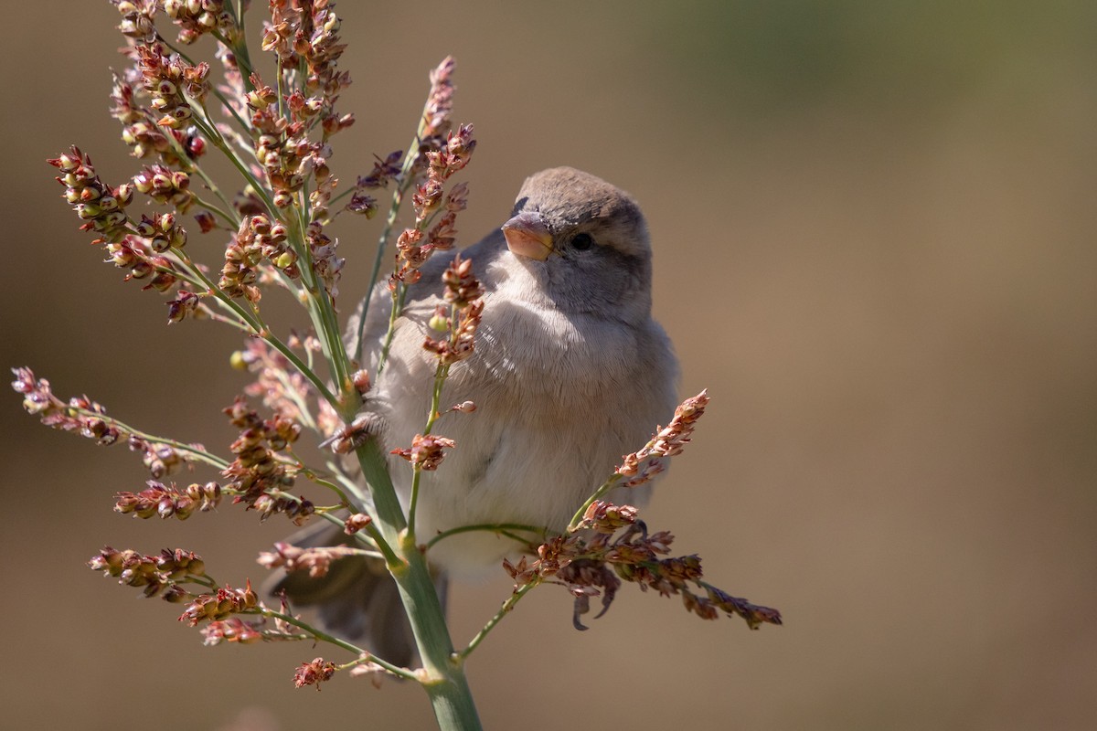 House Sparrow - ML645224264