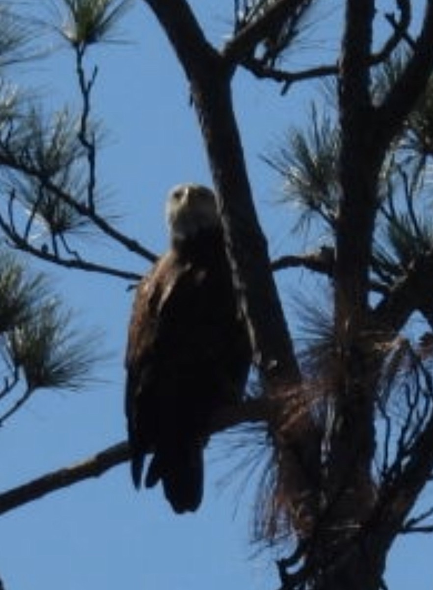 Bald Eagle - ML645224270