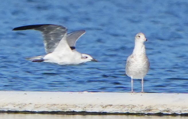 Ацтекская чайка - ML645224275