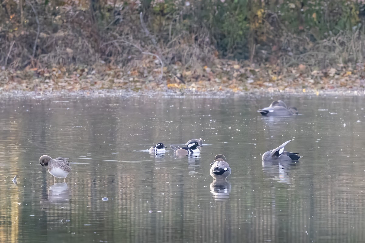 Hooded Merganser - ML645224280