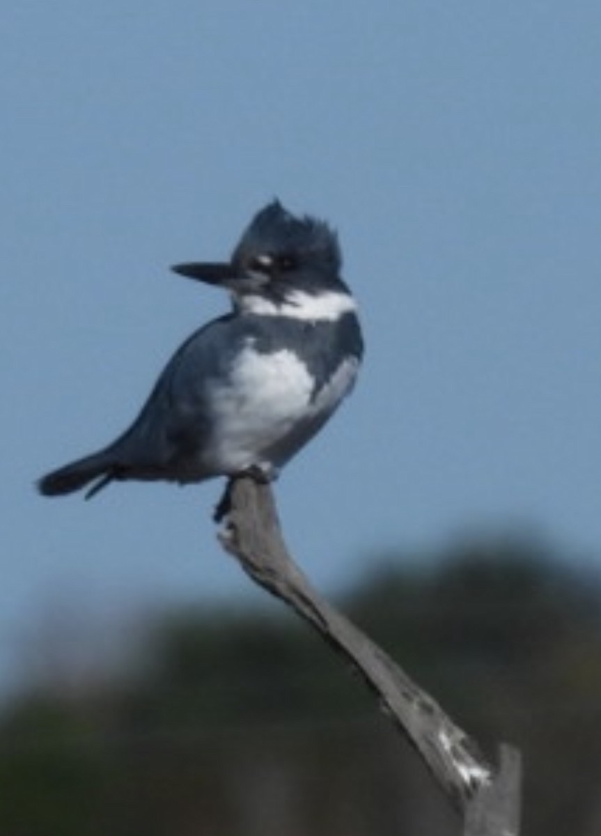 Belted Kingfisher - ML645224281