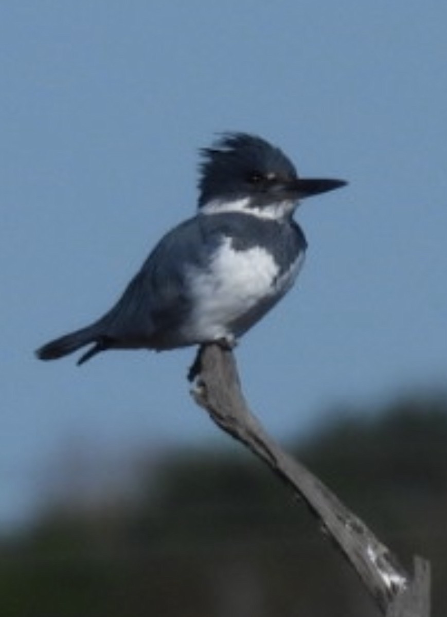 Belted Kingfisher - ML645224282