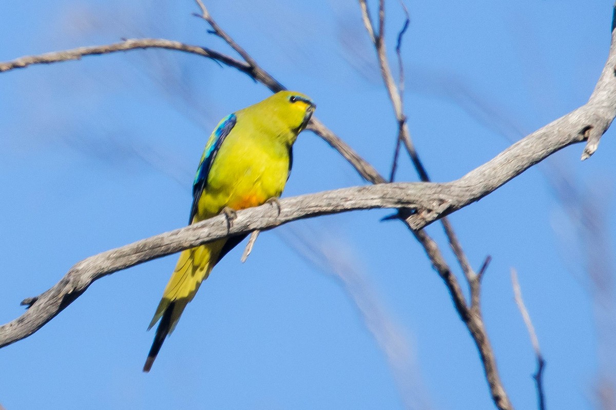 Elegant Parrot - ML645224291