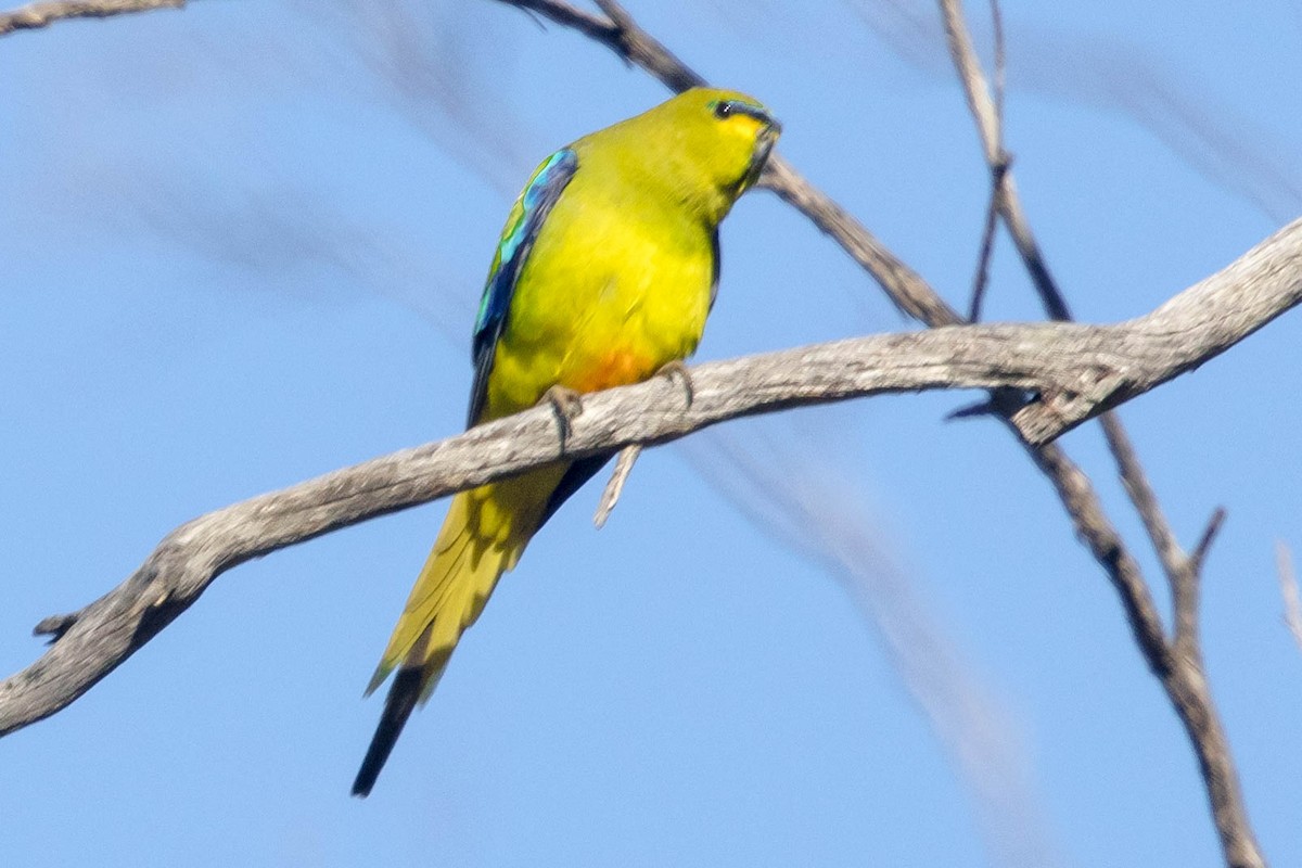 Elegant Parrot - ML645224292