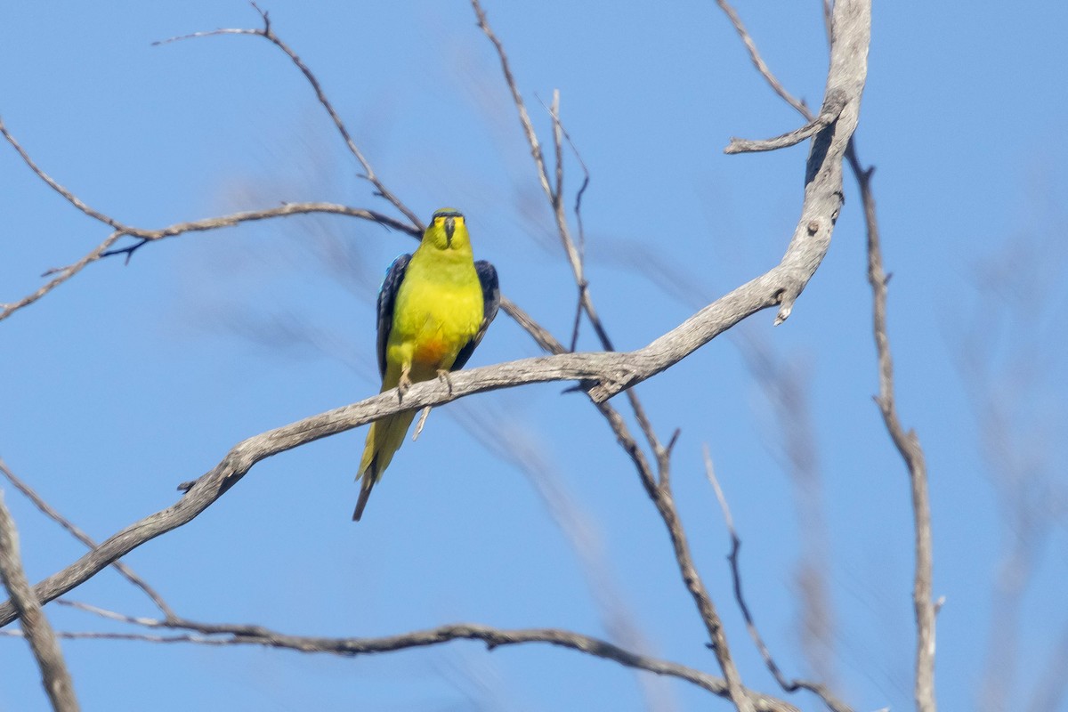 Elegant Parrot - ML645224294