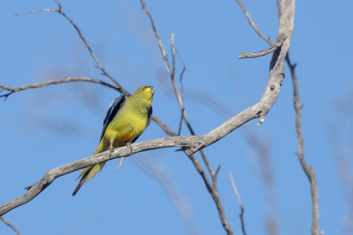 Elegant Parrot - ML645224295