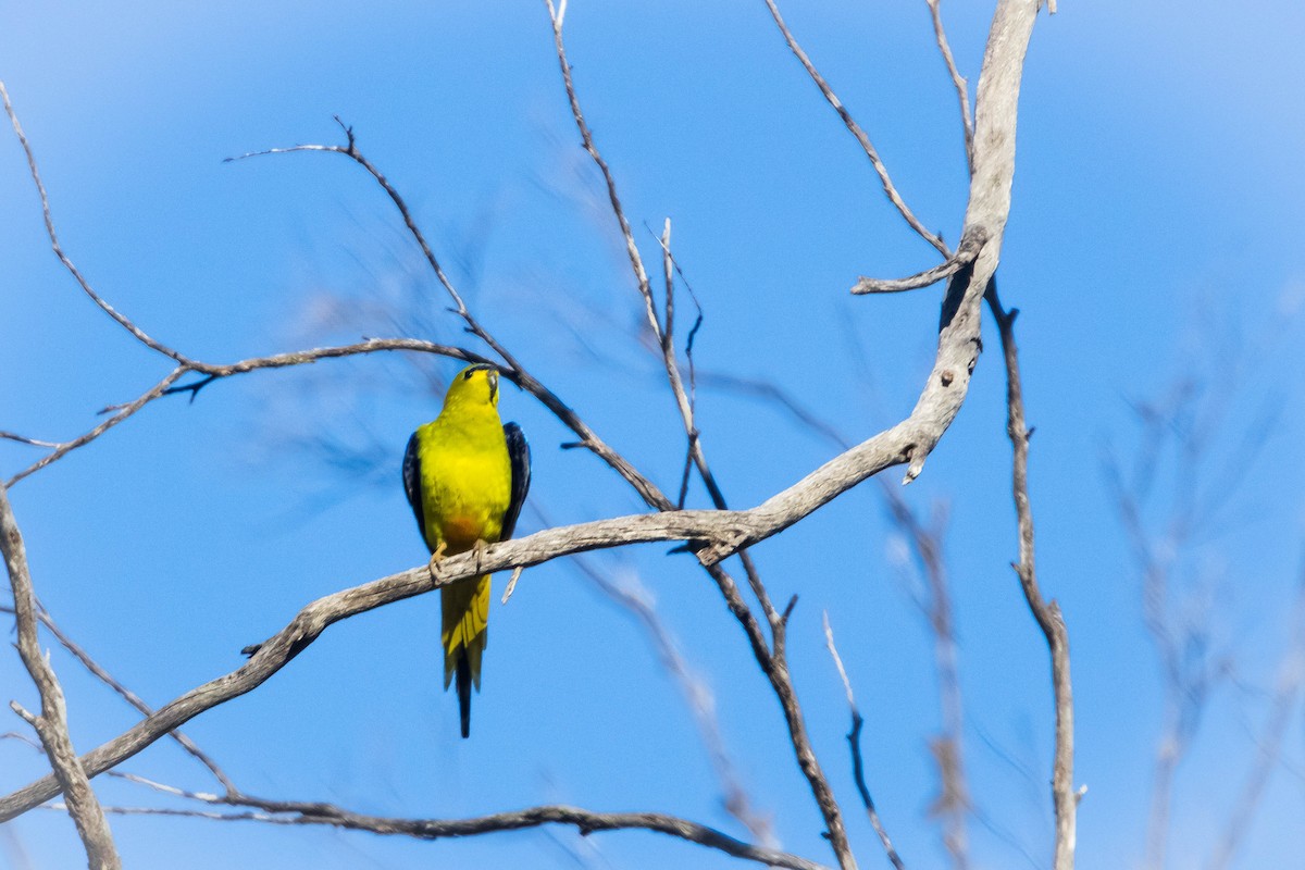 Elegant Parrot - ML645224296
