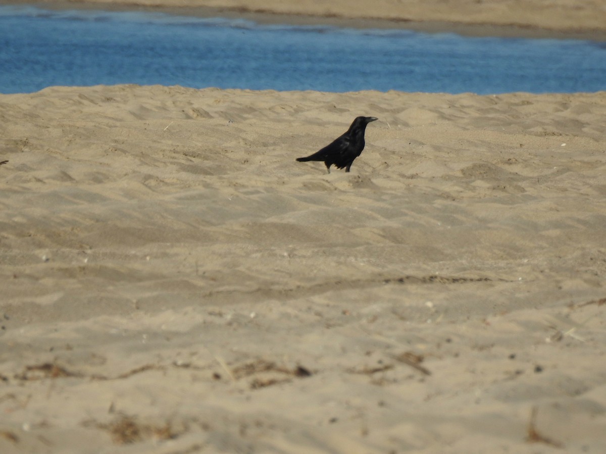 kaktusravn - ML645224297