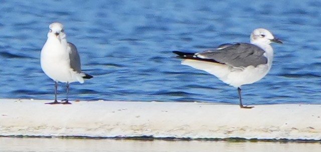 Ацтекская чайка - ML645224298