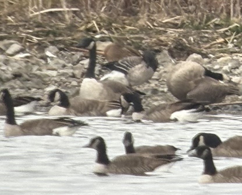 Brant (Pale-bellied) - ML645224302