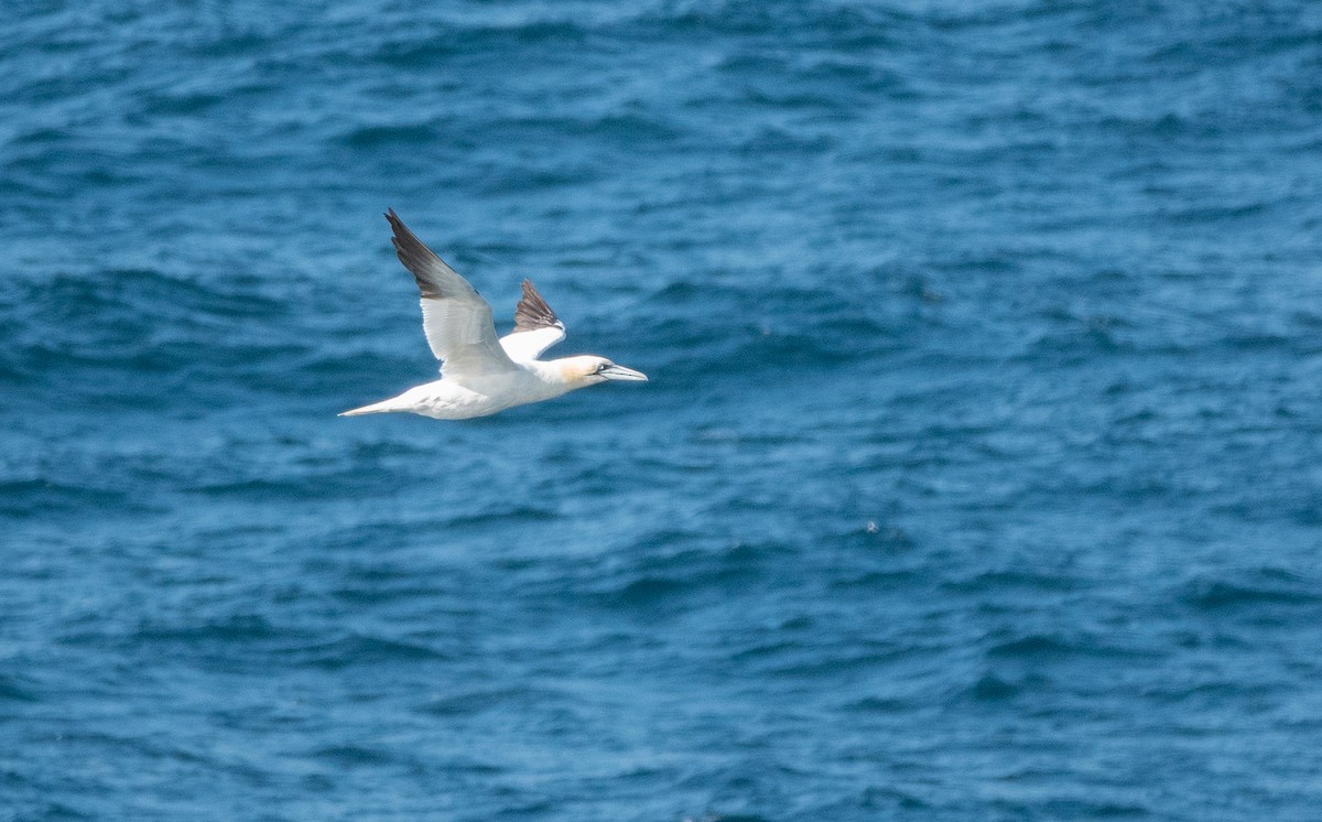 Northern Gannet - ML645224303