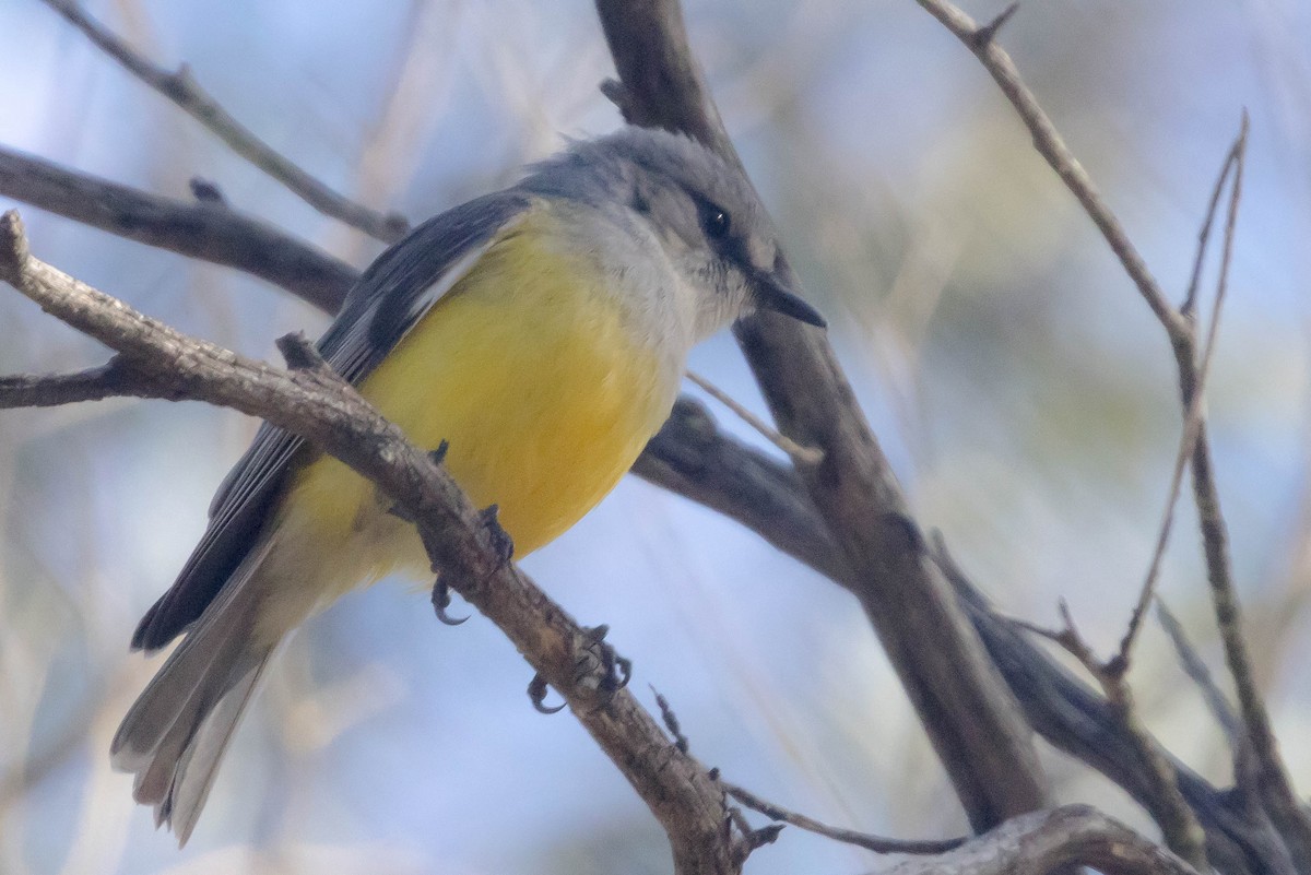 Western Yellow Robin - ML645224306