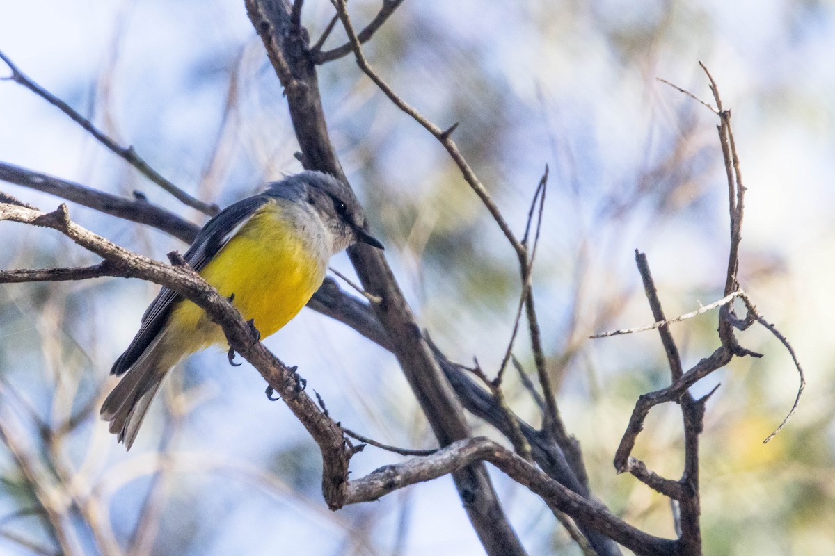 Western Yellow Robin - ML645224307