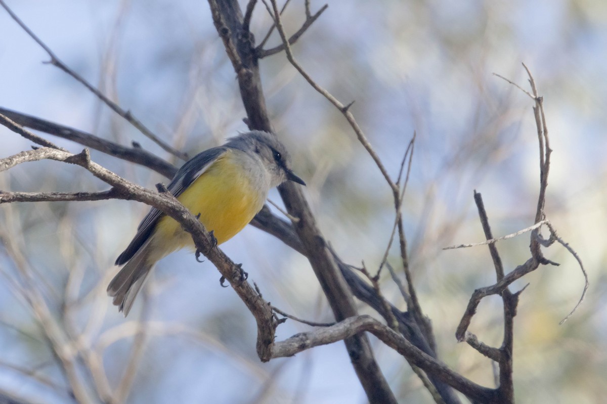 Western Yellow Robin - ML645224308