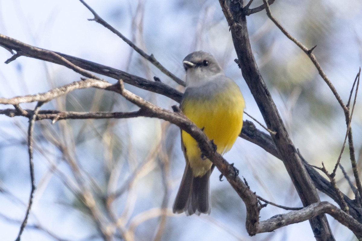 Western Yellow Robin - ML645224309
