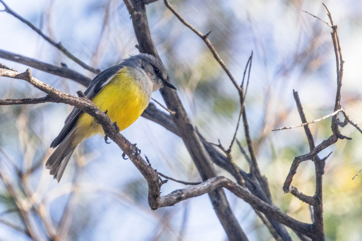 Western Yellow Robin - ML645224310