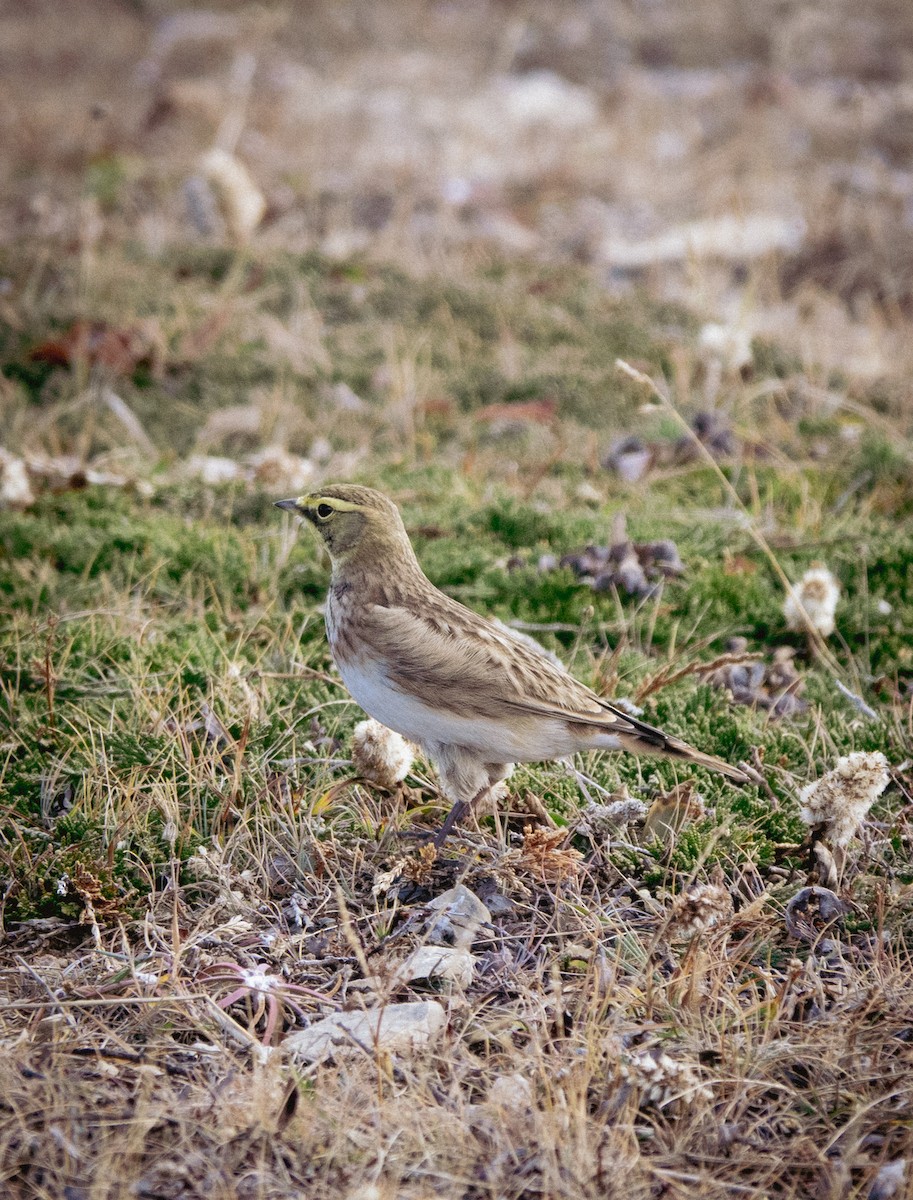 Horned Lark - ML645224313