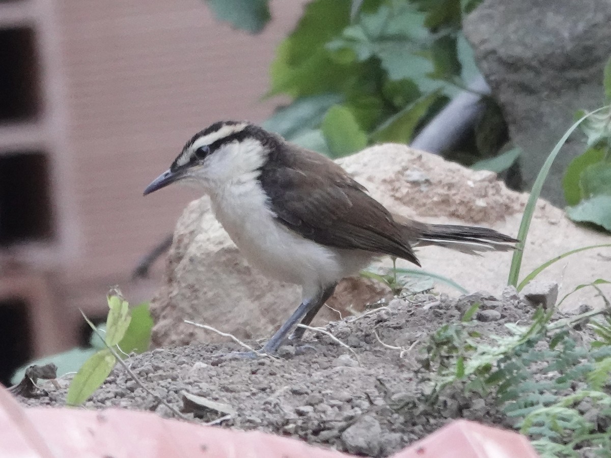 Bicolored Wren - ML645224316