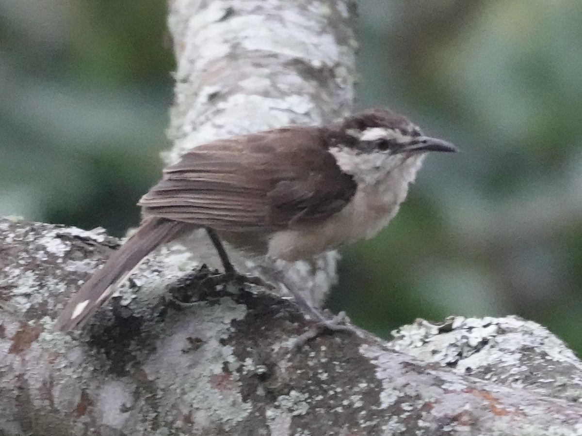 Bicolored Wren - ML645224317