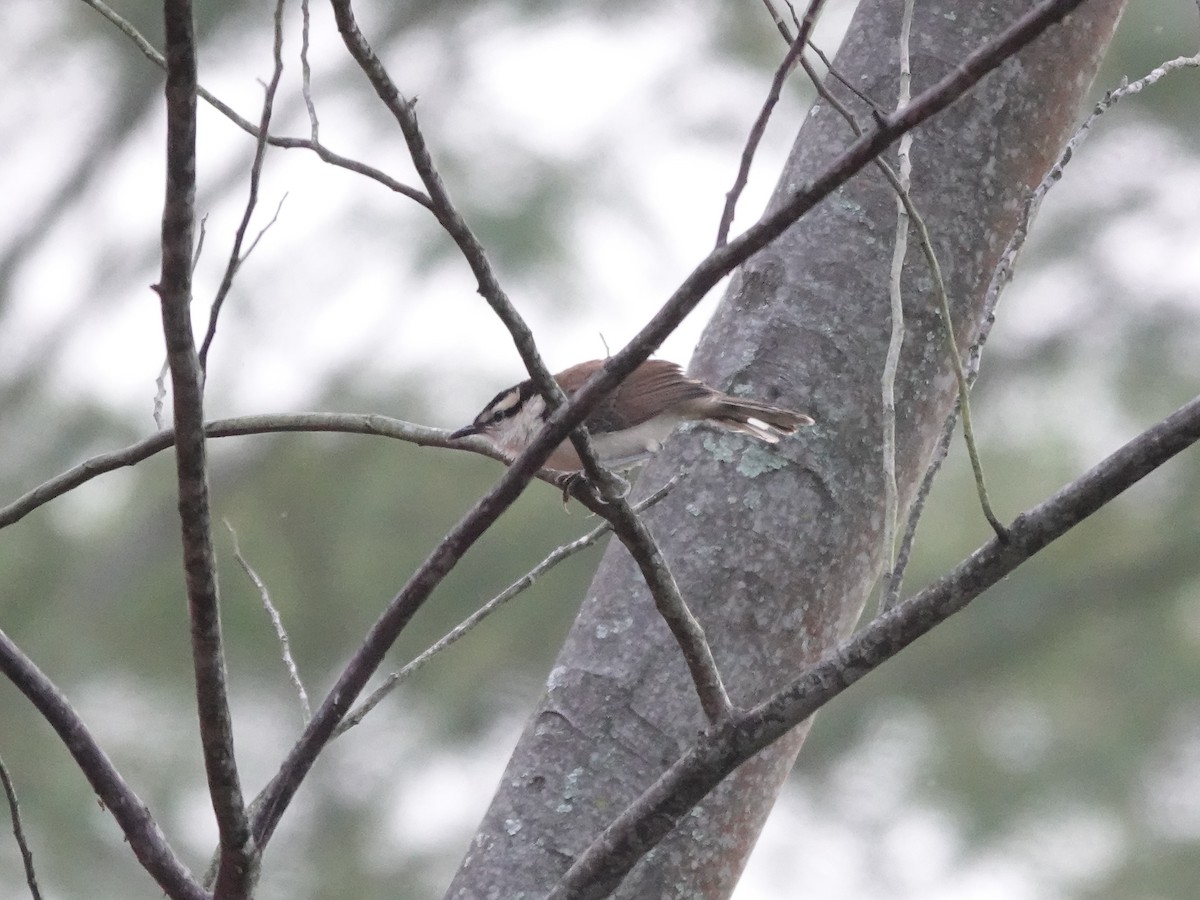 Bicolored Wren - ML645224318