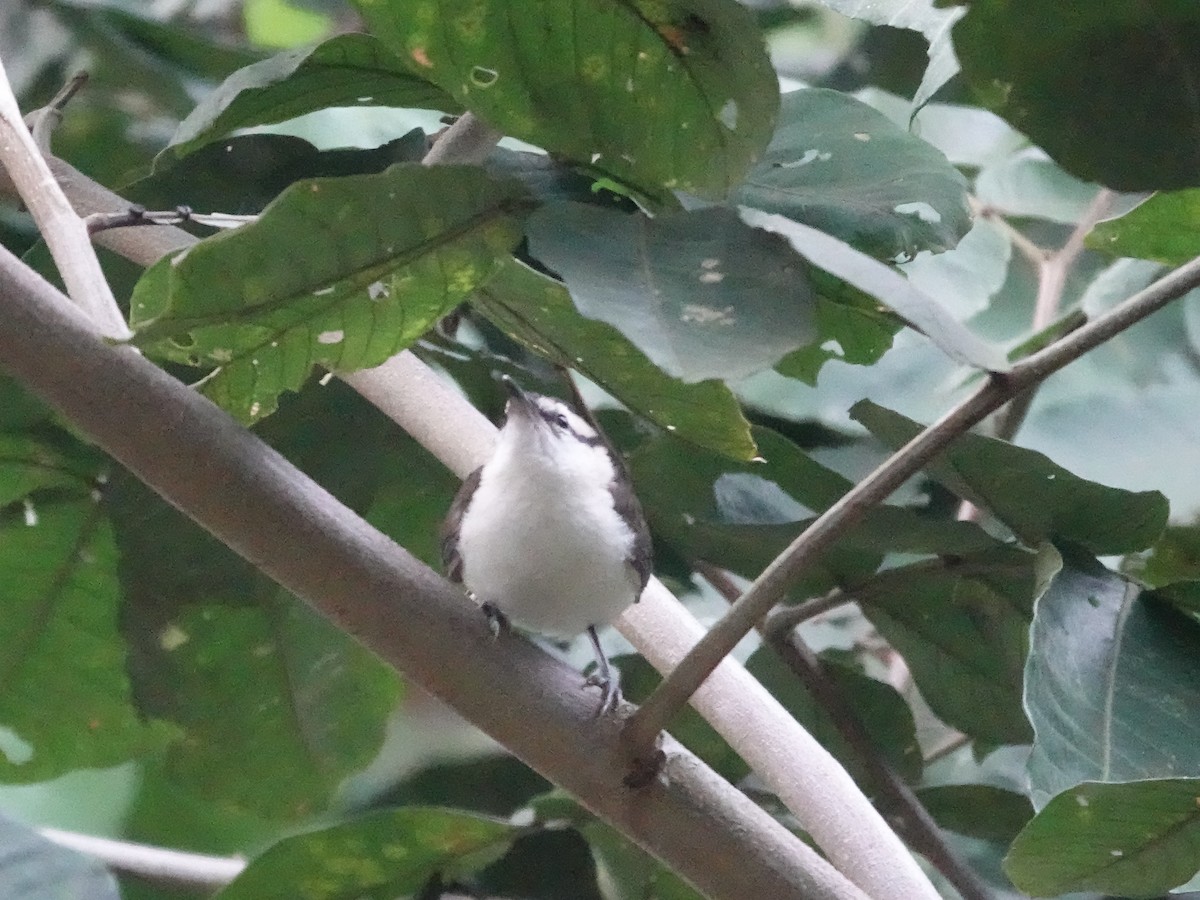 Bicolored Wren - ML645224319