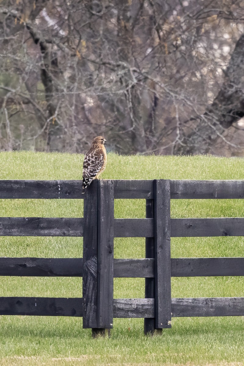 Red-shouldered Hawk - ML645224321