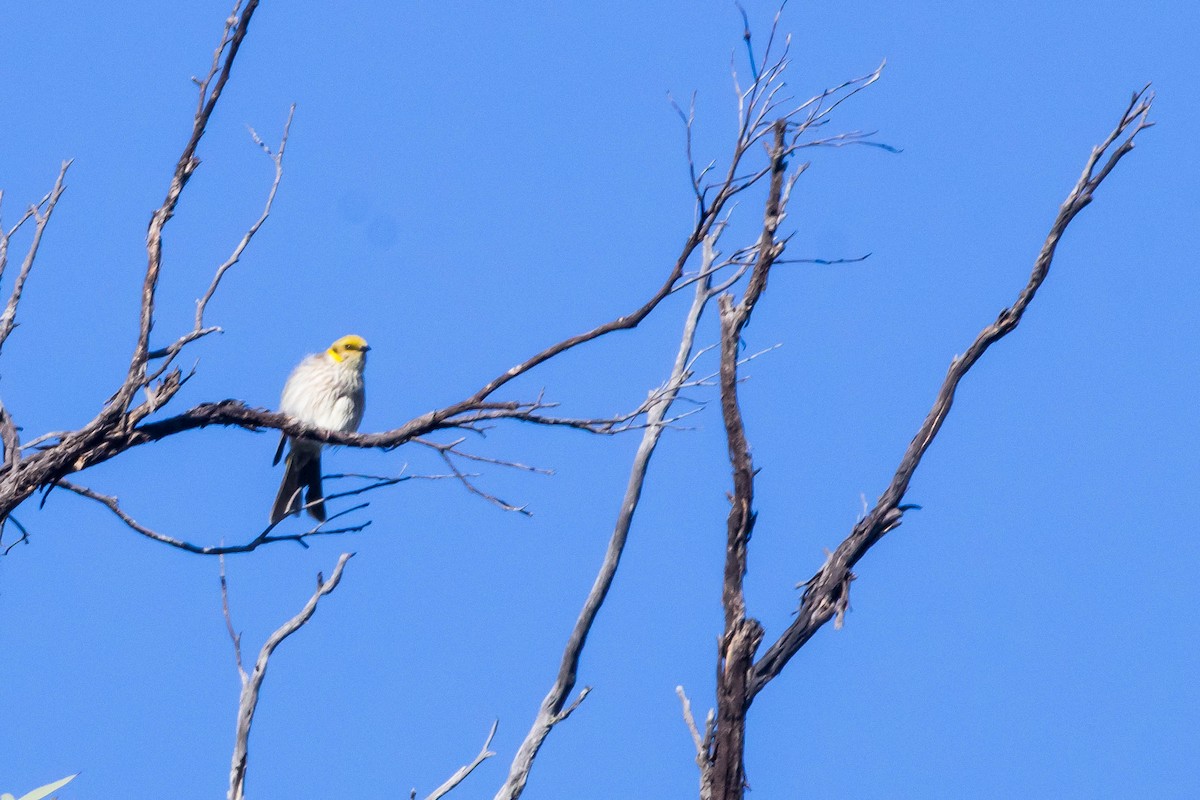 Yellow-plumed Honeyeater - ML645224323