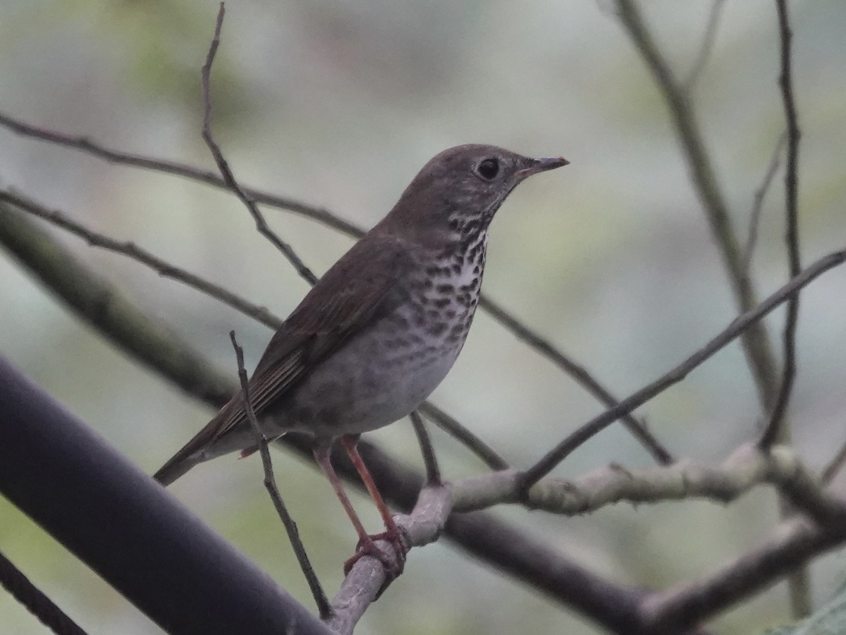 Gray-cheeked Thrush - ML645224326