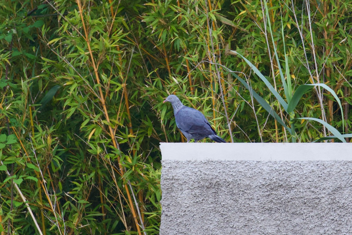 Мадейрский вяхирь - ML645224328