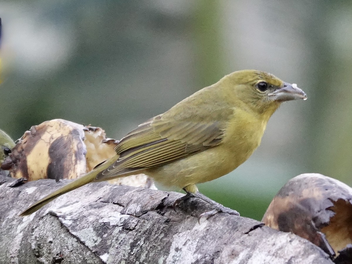 Summer Tanager - ML645224330