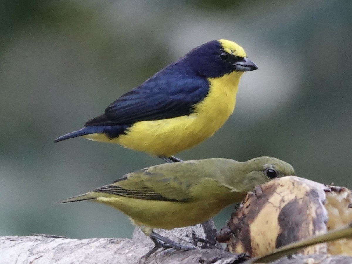 Thick-billed Euphonia - ML645224336