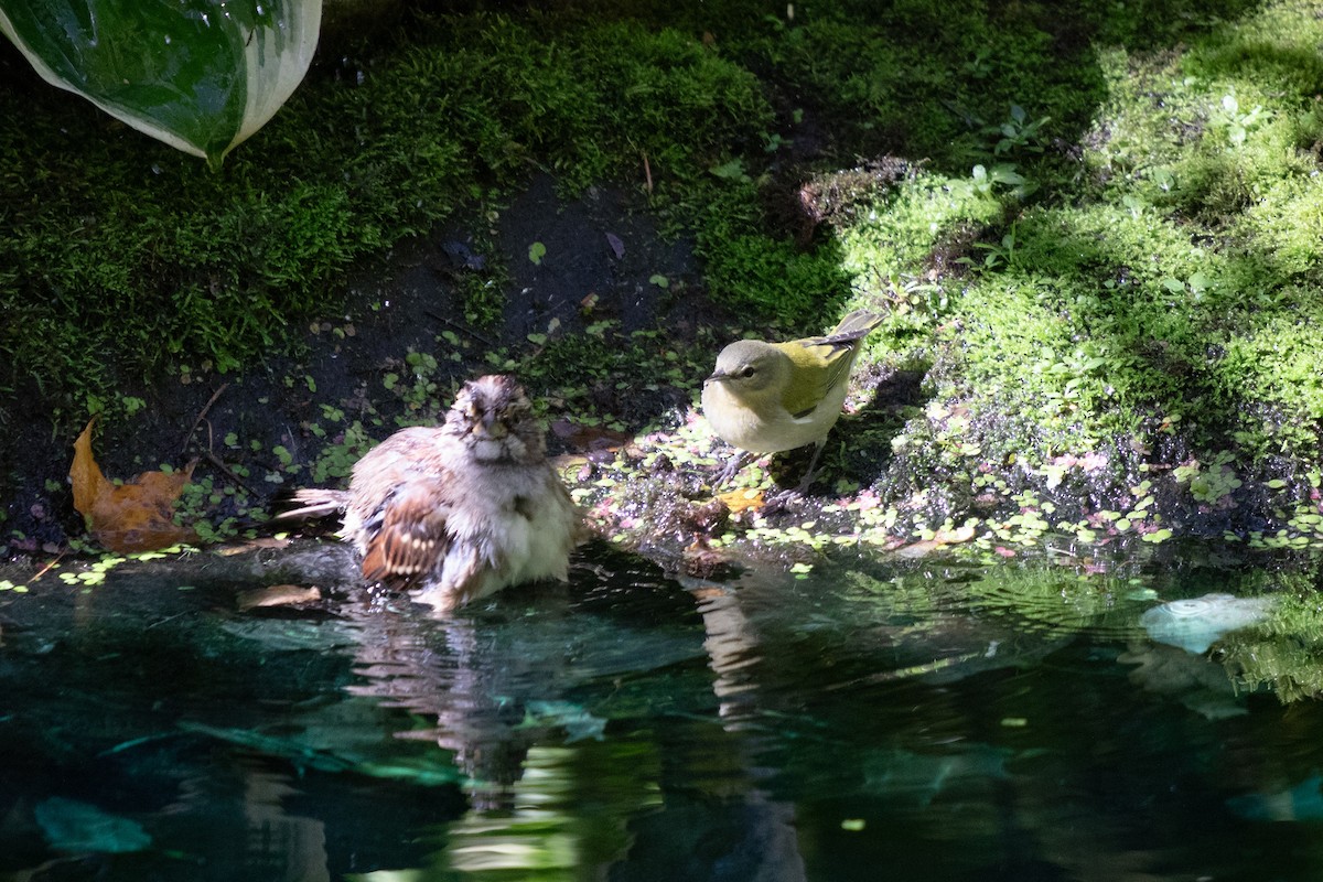 Tennessee Warbler - ML645224338