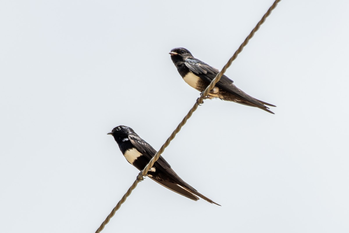 White-banded Swallow - ML645224351