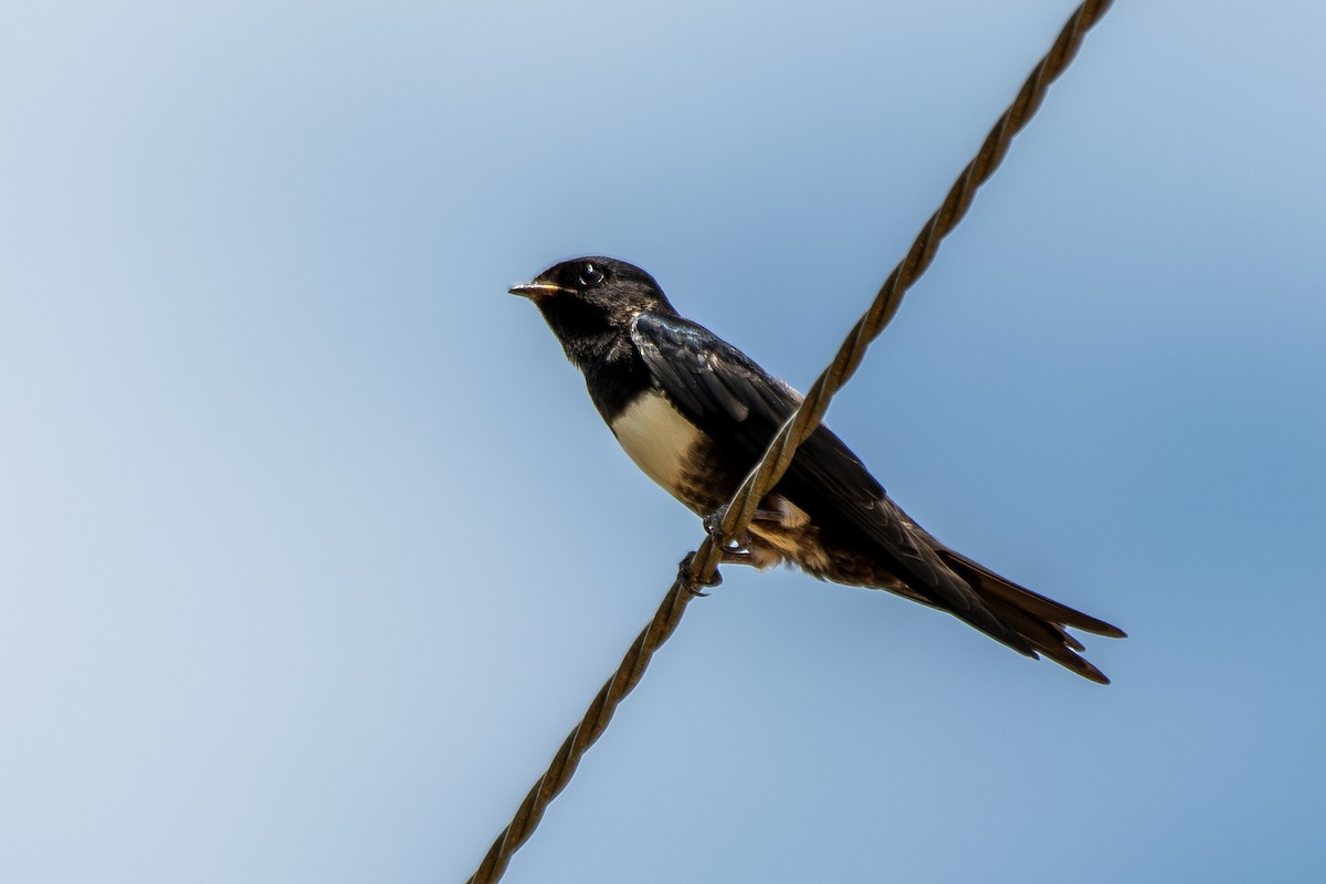 White-banded Swallow - ML645224352