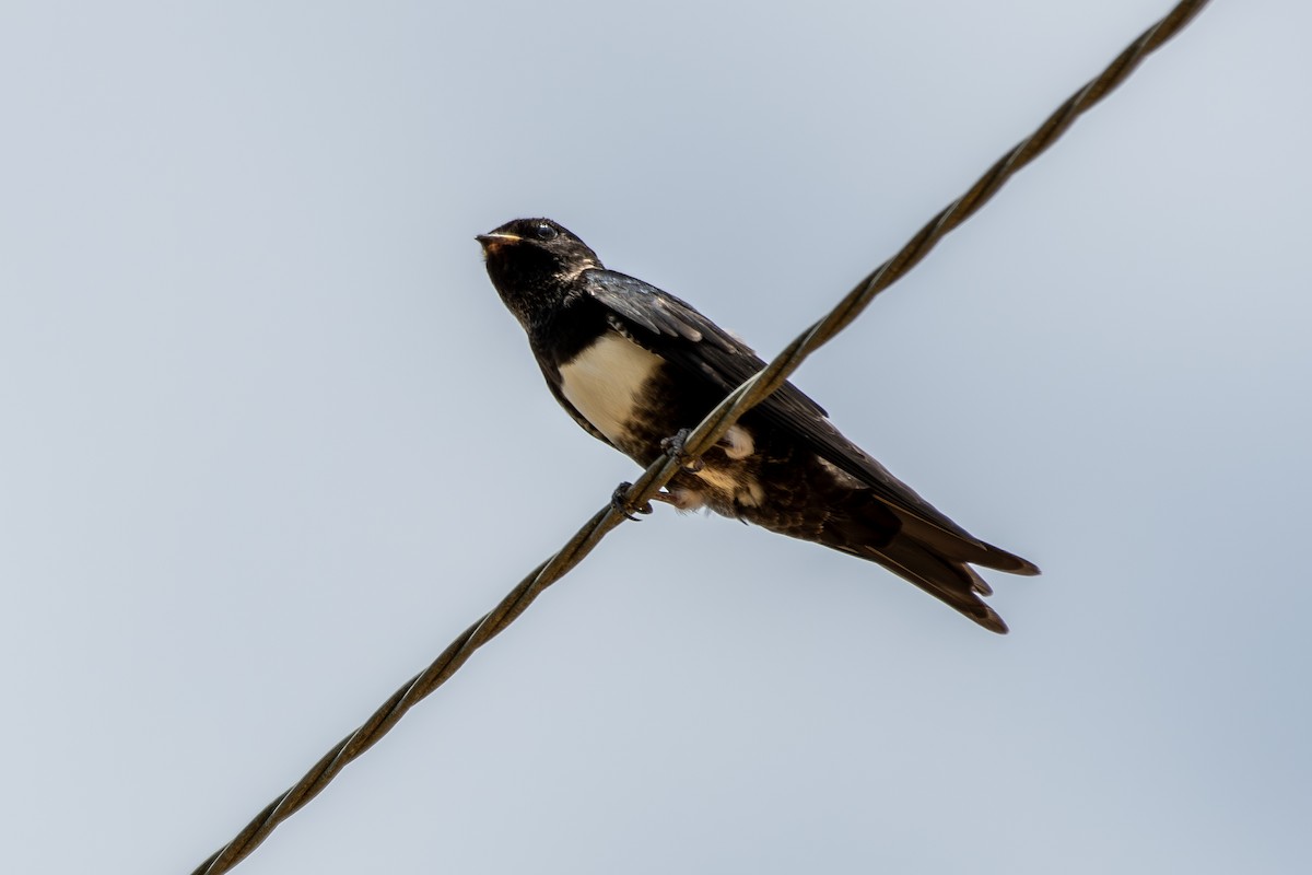 White-banded Swallow - ML645224353